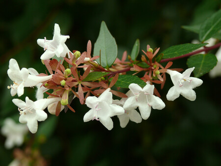 Abelia planta