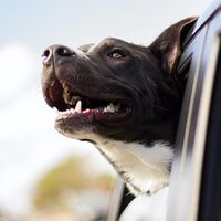 Nunca viajes en coche con tu perro si no tienes un sistema de seguridad adecuado. Este es muy completo y cuesta menos de 30 euros