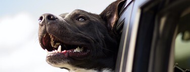 Nunca viajes en coche con tu perro si no tienes un sistema de seguridad adecuado. Este es muy completo y cuesta menos de 30 euros