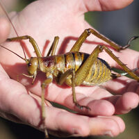 Nueva Zelanda rescata al insecto más pesado del mundo: 15 años de trabajo para que el wētāpunga siga rivalizando con los ratones en una báscula 