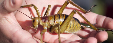 Nueva Zelanda rescata al insecto más pesado del mundo: 15 años de trabajo para que el wētāpunga siga rivalizando con los ratones en una báscula 