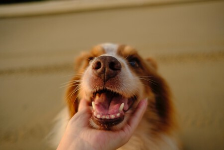 Perro sonriendo mostrando los dientes