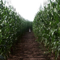 Para ver por streaming: la película de ciencia ficción de Disney que traumó a varios niños con una sola escena 