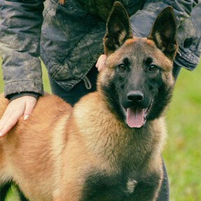 Los expertos coinciden sobre el Pastor Belga Malinois: "Es un perro muy inteligente y de mucha energía que necesita tener un trabajo"