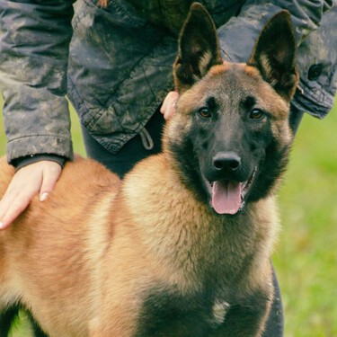 Los expertos coinciden sobre el Pastor Belga Malinois: "Es un perro muy inteligente y de mucha energía que necesita tener un trabajo"