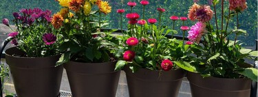 Adiós a los balcones aburridos: cinco plantas con flor que puedes plantar en septiembre y duran hasta la próxima temporada