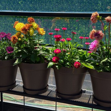 Adiós a los balcones aburridos: cinco plantas con flor que puedes plantar en septiembre y duran hasta la próxima temporada