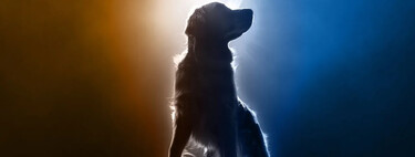 Ni perros, ni dinero, pero sí falsas promesas. La increíble (e imposible) producción del reboot de 'Air Bud'