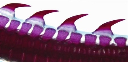 Las escamas de los preces fueron los precursores de nuestros dientes