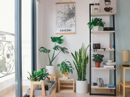 plantas