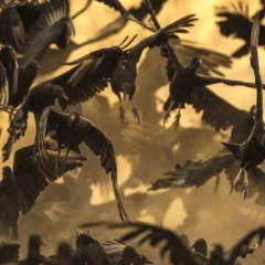 Foto 1 de 11 de la galería categoria-aves en Xataka Foto