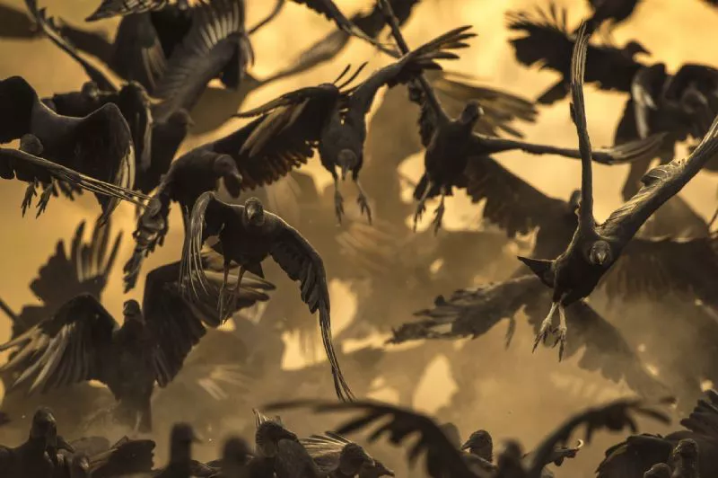 Foto de Categoría Aves (1/11)