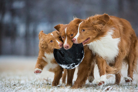 dogoftheyear