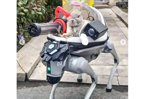 Coelho sentado em um cão robô Go2. Créditos: reprodução