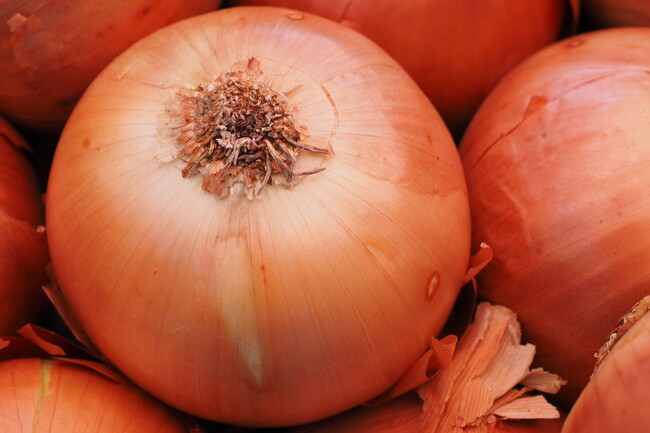 Cebolla