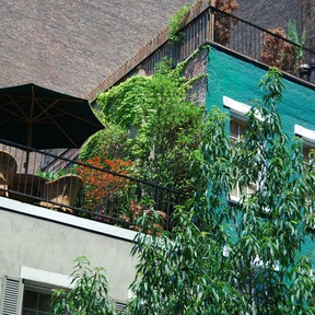 Aldi lanzará mañana miércoles 10 de junio una planta tropical que cubrirá de verde la terraza fácilmente 