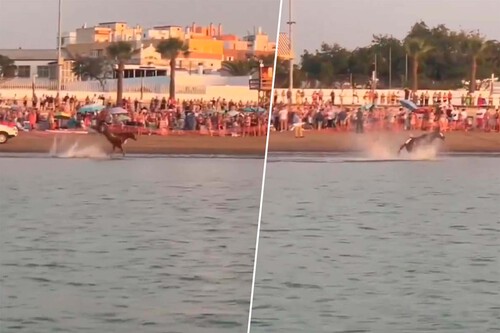 Potra Cadiz