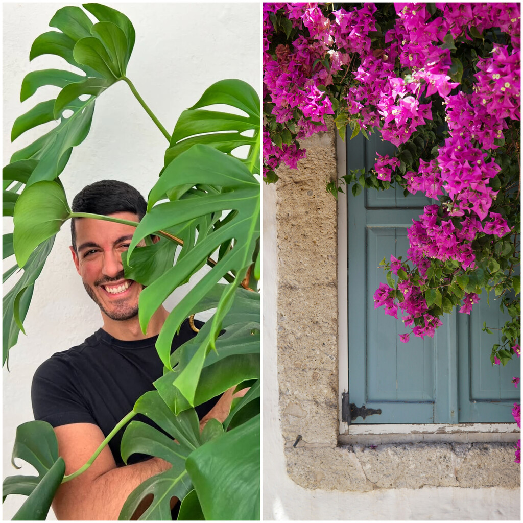 Diego Olivares, experto en jardinería: «Si quieres una Buganvilla llena de flores, ponla al sol y protégela del frío»