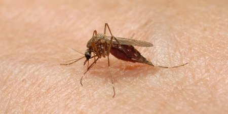 He bebido cerveza: si me pica un mosquito, ¿se emborrachará?