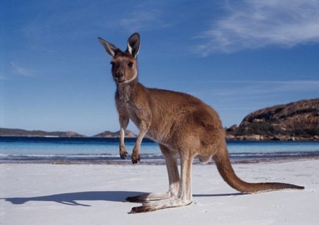 Un puñado de cosas que no sabías sobre Australia: arañas desconocidas, explosiones nucleares y gigantescas reservas de oro