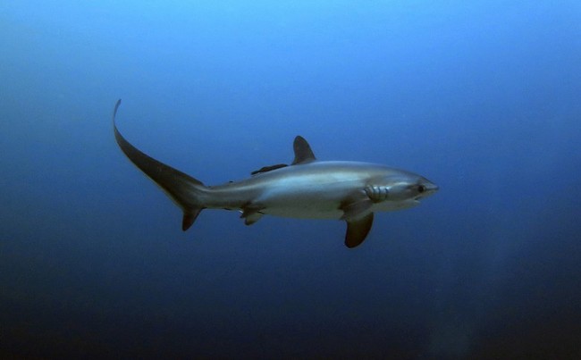 Tiburón zorro o there shark