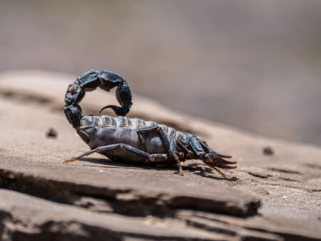 Escorpion Fosil
