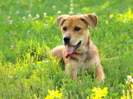 Comienzan a probar un droga que podría alargar la vida de los perros