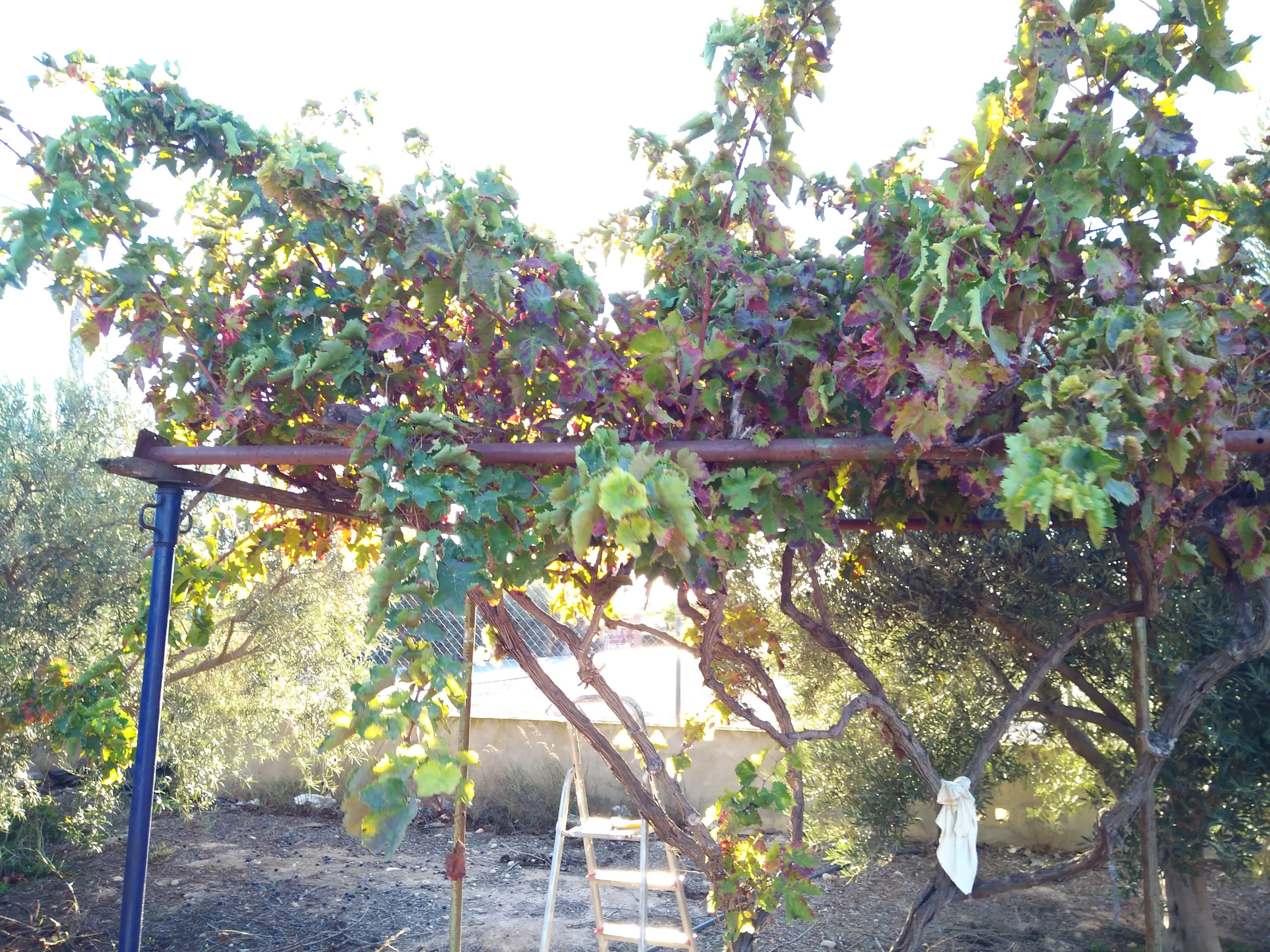 Foto de Wiko U Feel Prime (1/20)