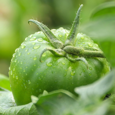 Este truco fácil hará que tu planta de tomate dé más frutos y más fuertes