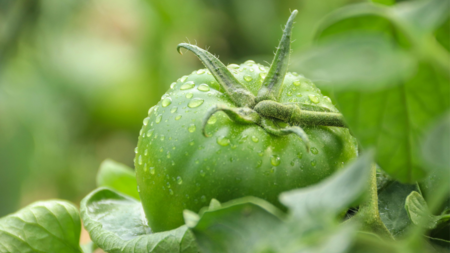 Este truco fácil hará que tu planta de tomate dé más frutos y más fuertes