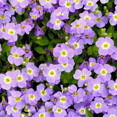 La planta “invisible” que está en todos lados y pocos aprovechan: cómo cuidar la bacopa para llenar tu casa de flores