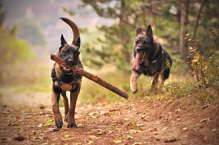 perros-jugando-campo