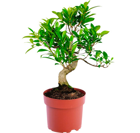 Bonsáis Ficus