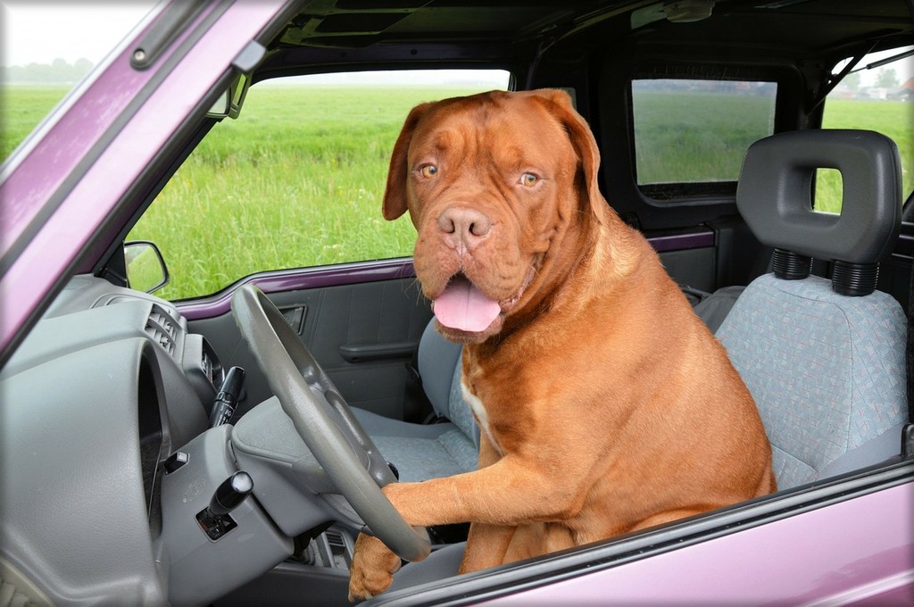 Un hombre borracho es arrestado tras enseñar a conducir a su perro, provocar dos accidentes y huir a 160 km/h