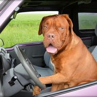 Un hombre borracho es arrestado tras enseñar a conducir a su perro, provocar dos accidentes y huir a 160 km/h
