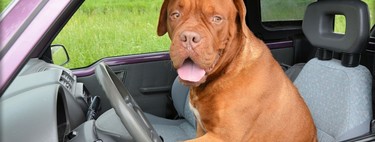 Un hombre borracho es arrestado tras enseñar a conducir a su perro, provocar dos accidentes y huir a 160 km/h