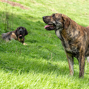 Dos mastines matan al perro de unos senderistas en Asturias pensando que era un depredador: “Tuvimos que correr para salvarnos” 