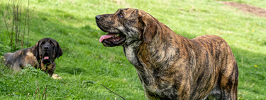 Dos mastines matan al perro de unos senderistas en Asturias pensando que era un depredador: “Tuvimos que correr para salvarnos” 