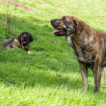 Dos mastines matan al perro de unos senderistas en Asturias pensando que era un depredador: “Tuvimos que correr para salvarnos” 