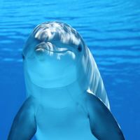 TripAdvisor ya no venderá más entradas para espectáculos crueles con animales 