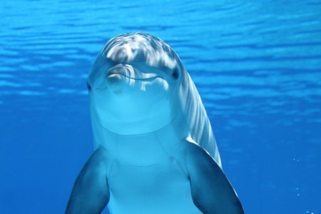 TripAdvisor ya no venderá más entradas para espectáculos crueles con animales 