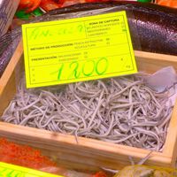 España va a seguir pescando anguilas hasta que ya no nos queden anguilas que pescar 