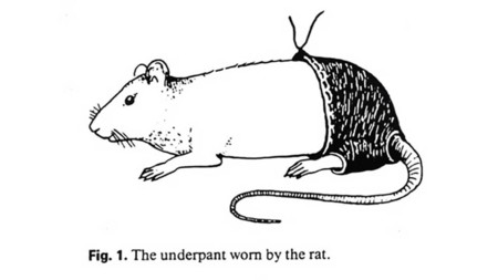 Los pantalones de poliéster reducen la fertilidad de las ratas, el IgNobel del año