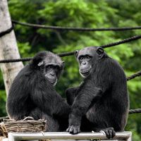 La violenta división de una comunidad de chimpancés replantea por qué los humanos hacemos guerras