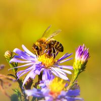 Cómo las flores de tu jardín engañan a los insectos para que acudan a por su polen. Esta es la ciencia oculta detrás de la reproducción de las plantas