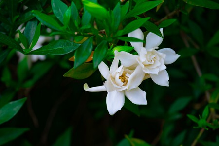 gardenia