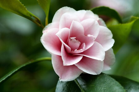 Pexels Andromeda99 36118512