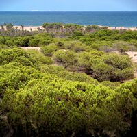 En 1900, un ingeniero asumió una tarea titánica contra el desierto: hoy su obra es un bosque de 800 hectáreas frente al Mediterráneo 