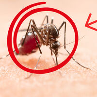Muchos piensan que son lo mismo, pero esta es la diferencia clave entre los mosquitos y los zancudos 