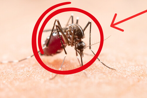 Mosquitos Y Zancudos
